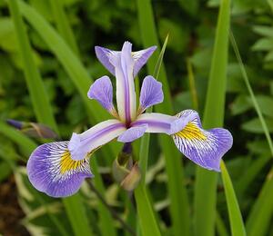 Kosatec různobarevný 'Gerald Darby' - Iris versicolor 'Gerald Darby'