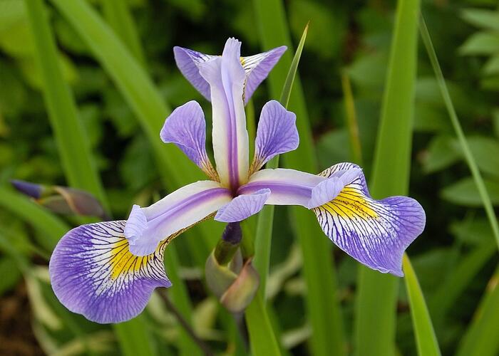 Kosatec různobarevný 'Gerald Darby' - Iris versicolor 'Gerald Darby'