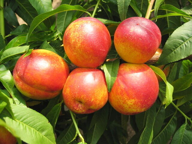 Nektarinka - raná 'Tena' - Prunus persica 'Tena'