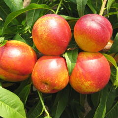 Nektarinka - raná 'Tena' - Prunus persica 'Tena'
