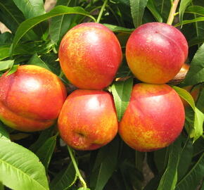 Nektarinka - raná 'Tena' - Prunus persica 'Tena'