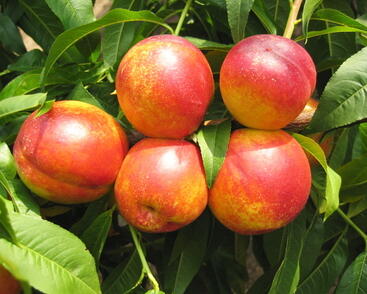 Nektarinka raná 'Tena'