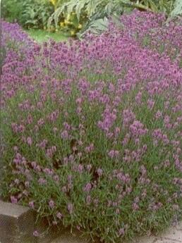 Levandule úzkolistá - Lavandula angustifolia