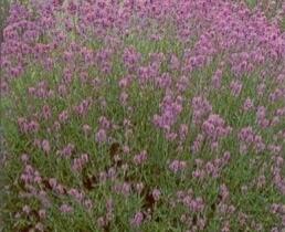 Levandule úzkolistá - Lavandula angustifolia