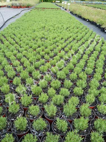 Levandule úzkolistá - Lavandula angustifolia
