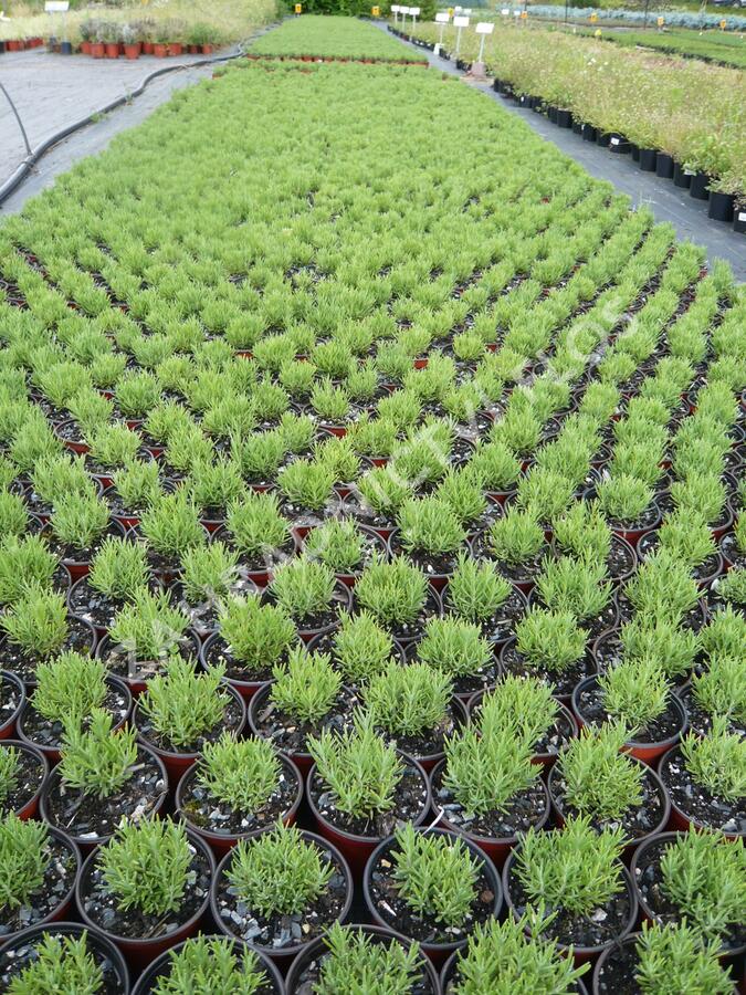 Levandule úzkolistá - Lavandula angustifolia