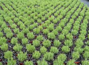 Levandule úzkolistá - Lavandula angustifolia