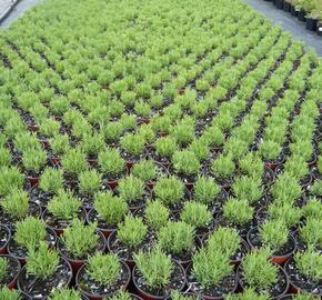 Levandule úzkolistá - Lavandula angustifolia