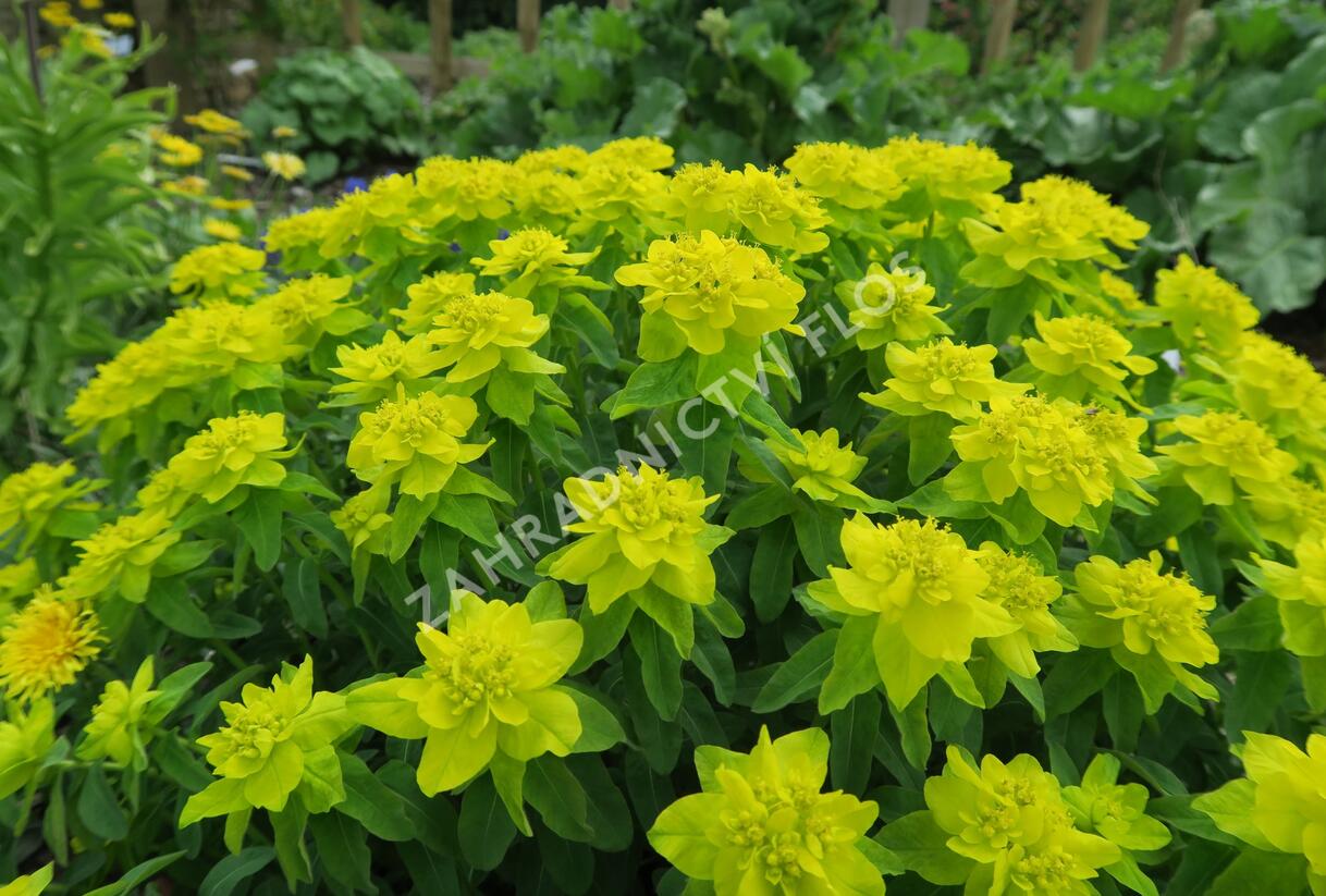 Pryšec mnohobarvý (epithymoides) - Euphorbia polychroma (epithymoides)