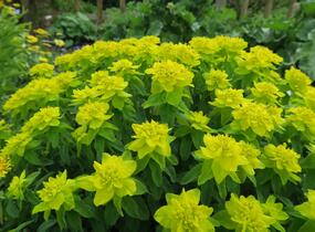 Pryšec mnohobarvý (epithymoides) - Euphorbia polychroma (epithymoides)
