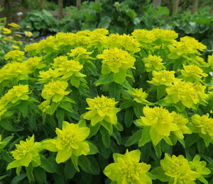 Pryšec mnohobarvý - Euphorbia polychroma