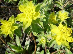 Pryšec mnohobarvý (epithymoides) - Euphorbia polychroma (epithymoides)