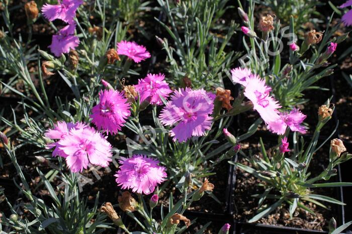 Hvozdík péřitý 'Dixie Pink' - Dianthus plumarius 'Dixie Pink'