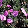 Hvozdík péřitý 'Dixie Pink' - Dianthus plumarius 'Dixie Pink'