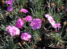Hvozdík péřitý 'Dixie Pink' - Dianthus plumarius 'Dixie Pink'