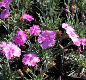 Hvozdík péřitý 'Dixie Pink' - Dianthus plumarius 'Dixie Pink'