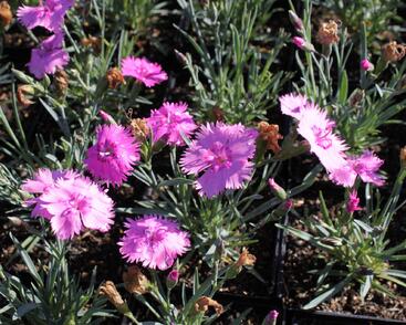 Hvozdík péřitý 'Dixie Pink'