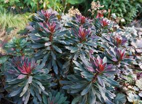 Pryšec mandloňovitý 'Purpurea' - Euphorbia amygdaloides 'Purpurea'