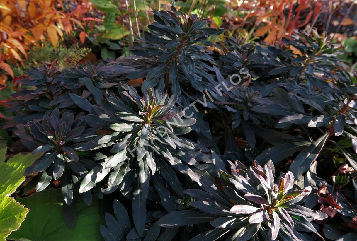 Pryšec mandloňovitý 'Purpurea' - Euphorbia amygdaloides 'Purpurea'