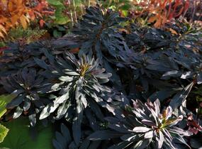 Pryšec mandloňovitý 'Purpurea' - Euphorbia amygdaloides 'Purpurea'