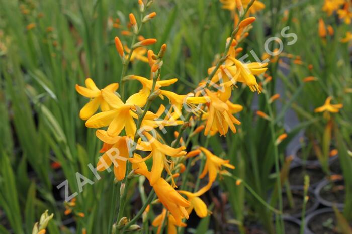 Křešina, montbrécie 'Honey Angels' - Crocosmia 'Honey Angels'