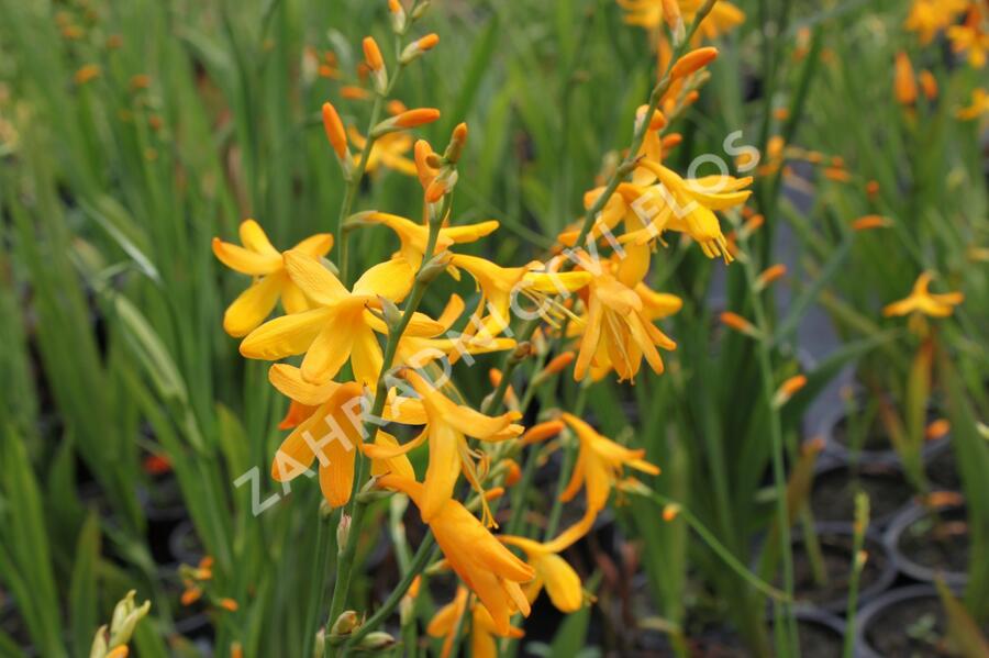 Křešina, montbrécie 'Honey Angels' - Crocosmia 'Honey Angels'