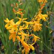 Křešina, montbrécie 'Honey Angels' - Crocosmia 'Honey Angels'