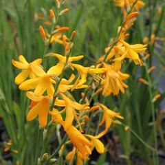 Křešina, montbrécie 'Honey Angels' - Crocosmia 'Honey Angels'