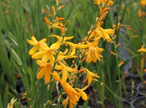 Křešina, montbrécie 'Honey Angels' - Crocosmia 'Honey Angels'