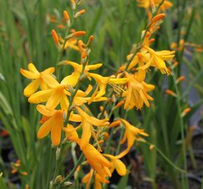 Křešina, montbrécie 'Honey Angels' - Crocosmia 'Honey Angels'