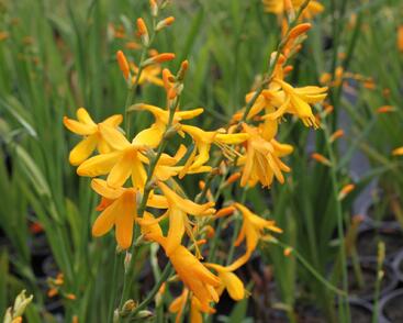 Křešina, montbrécie 'Honey Angels'