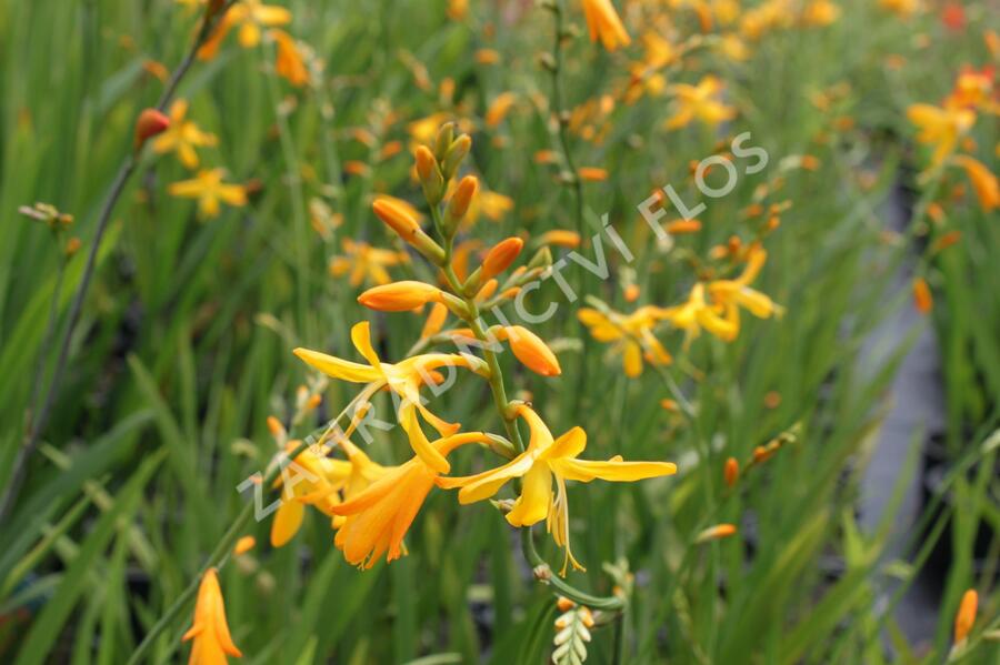 Křešina, montbrécie 'Honey Angels' - Crocosmia 'Honey Angels'