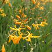 Křešina, montbrécie 'Honey Angels' - Crocosmia 'Honey Angels'