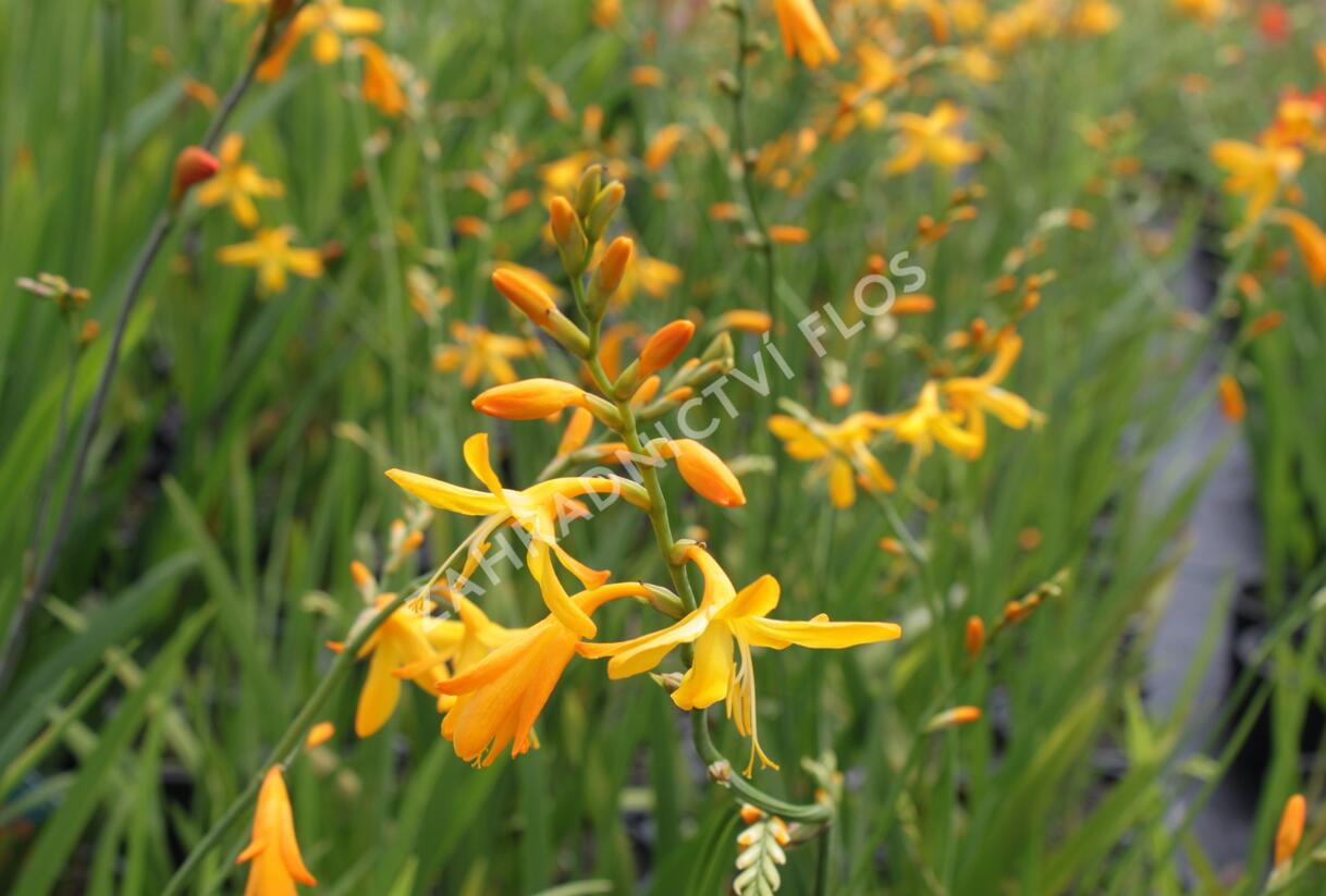 Křešina, montbrécie 'Honey Angels' - Crocosmia 'Honey Angels'