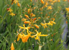 Křešina, montbrécie 'Honey Angels' - Crocosmia 'Honey Angels'