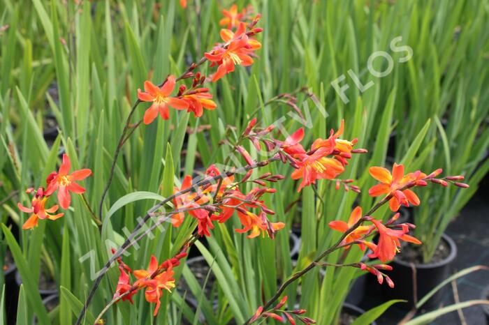 Křešina, montbrécie 'Carmine Brilliant' - Crocosmia 'Carmine Brilliant'