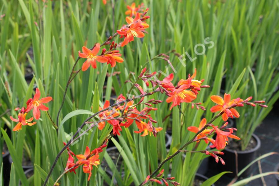 Křešina, montbrécie 'Carmine Brilliant' - Crocosmia 'Carmine Brilliant'