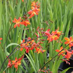 Křešina, montbrécie 'Carmine Brilliant' - Crocosmia 'Carmine Brilliant'