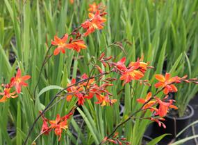 Křešina, montbrécie 'Carmine Brilliant' - Crocosmia 'Carmine Brilliant'