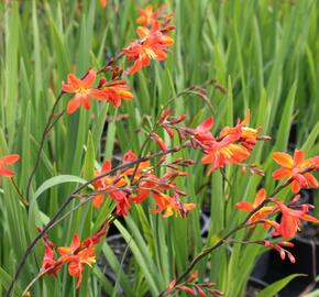 Křešina, montbrécie 'Carmine Brilliant' - Crocosmia 'Carmine Brilliant'