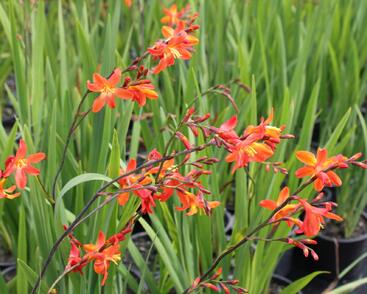 Křešina, montbrécie 'Carmine Brilliant'