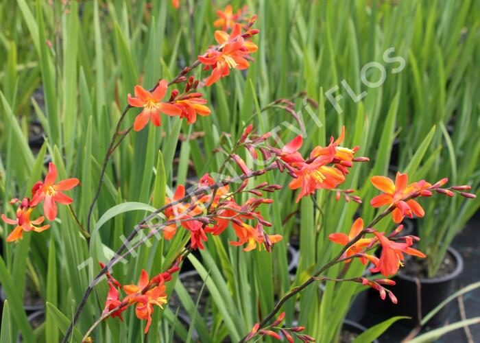 Křešina, montbrécie 'Carmine Brilliant' - Crocosmia 'Carmine Brilliant'