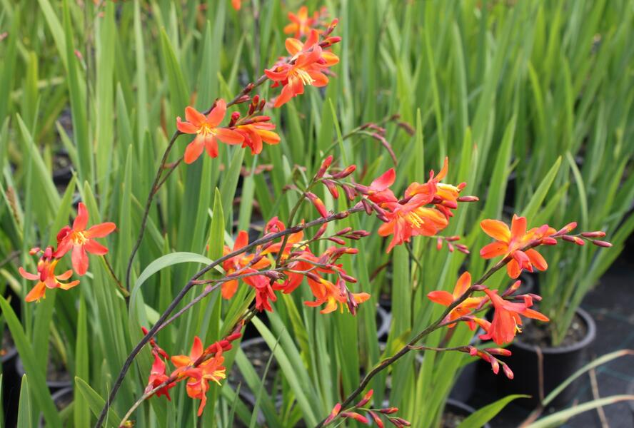 Křešina, montbrécie 'Carmine Brilliant' - Crocosmia 'Carmine Brilliant'