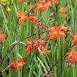 Křešina, montbrécie 'Carmine Brilliant' - Crocosmia 'Carmine Brilliant'