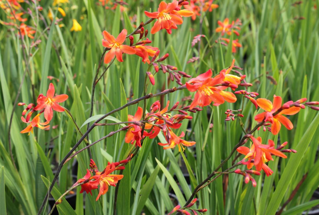 Křešina, montbrécie 'Carmine Brilliant' - Crocosmia 'Carmine Brilliant'