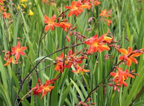 Křešina, montbrécie 'Carmine Brilliant' - Crocosmia 'Carmine Brilliant'