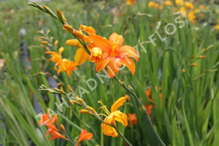 Křešina, montbrécie 'Okavango' - Crocosmia 'Okavango'