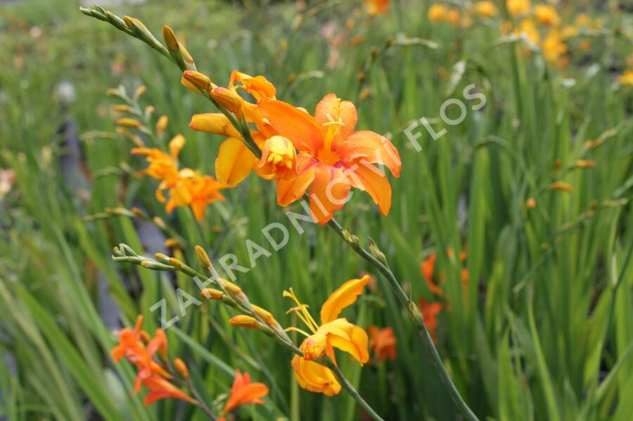 Křešina, montbrécie 'Okavango' - Crocosmia 'Okavango'