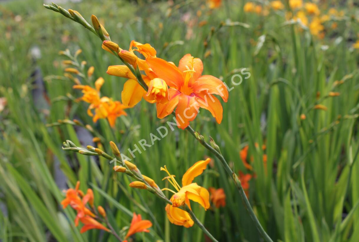 Křešina, montbrécie 'Okavango' - Crocosmia 'Okavango'