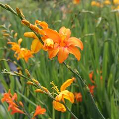 Křešina, montbrécie 'Okavango' - Crocosmia 'Okavango'